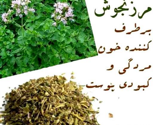عکس گیاه مرزنجوش