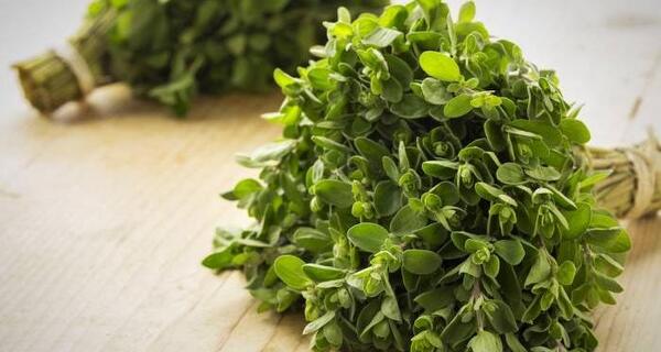 عکس گیاه مرزنجوش