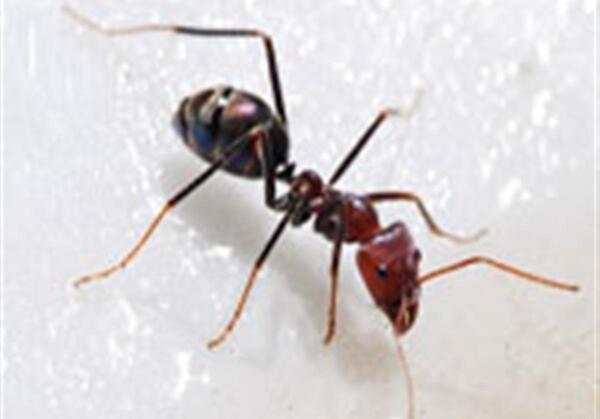عکس ذره بینی مورچه