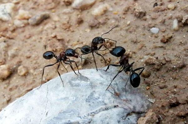 عکس ذره بینی مورچه