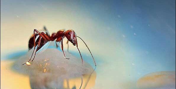 عکس ذره بینی مورچه