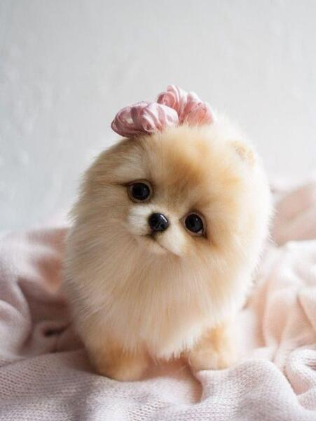 عکس سگ کوچولو پشمالو