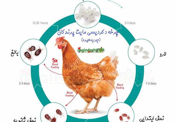 عکس شپش خروس
