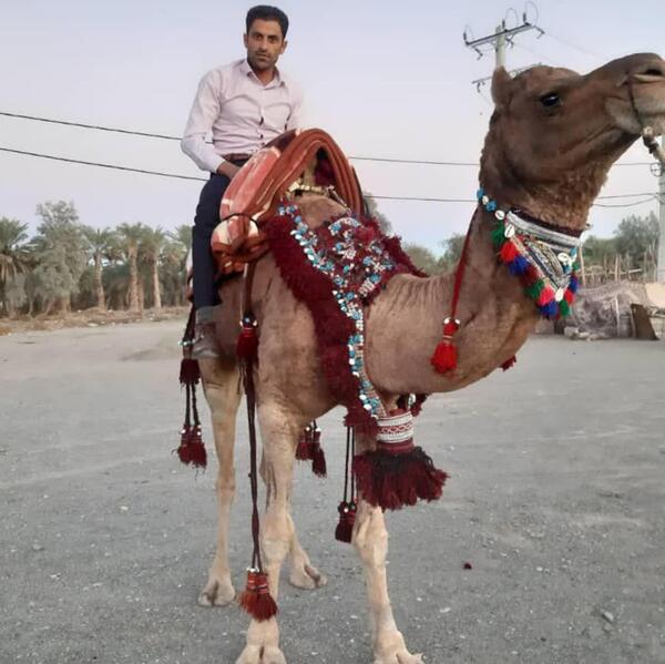 عکس شتر عروسی