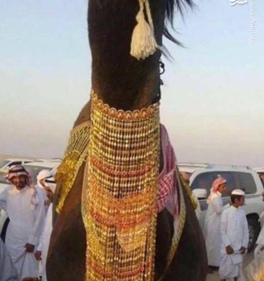 عکس شتر عروسی