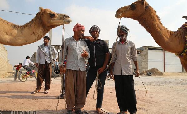 عکس شتر عروسی