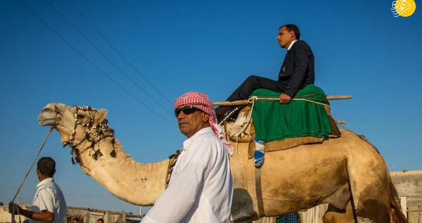عکس شتر عروسی
