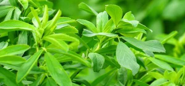 عکس یونجه درمانی