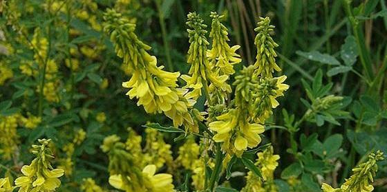 عکس یونجه درمانی