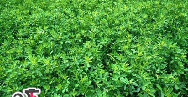 عکس یونجه درمانی