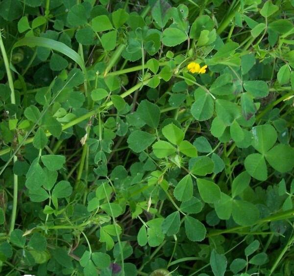 عکس یونجه درمانی
