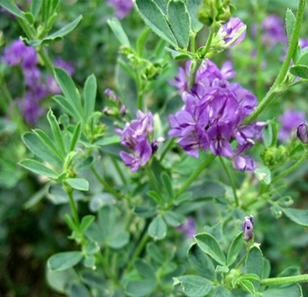 عکس یونجه درمانی