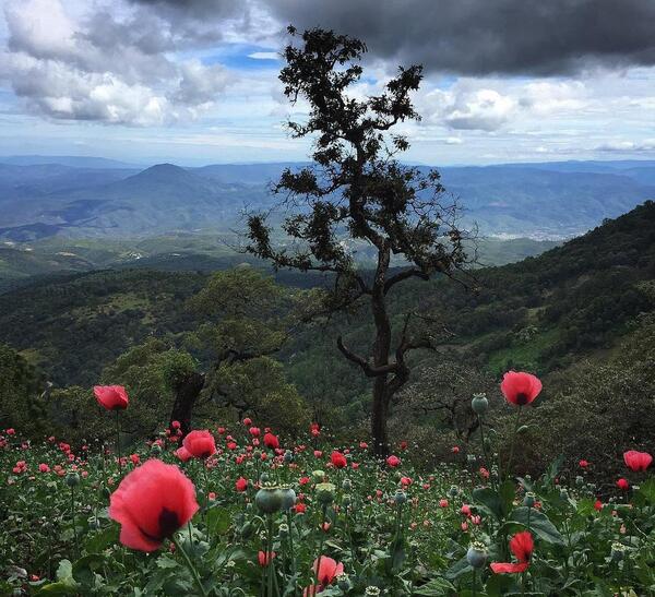 عکس زیبا گل افغانی