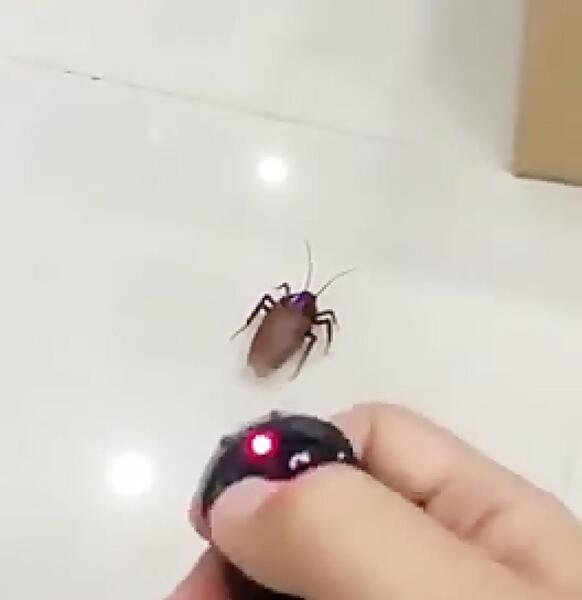 عکس سوسک عروسکی