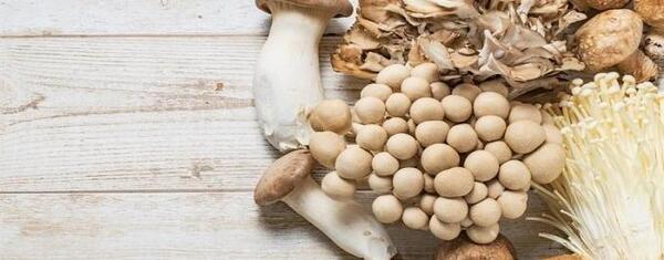 عکس قارچ ریش