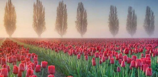 عکس طبیعت زیبای تابستان