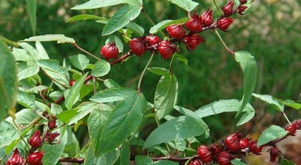 عکس چای ترش