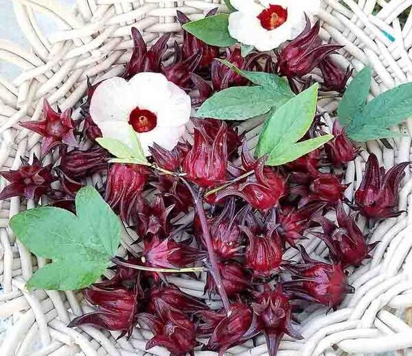 عکس چای ترش