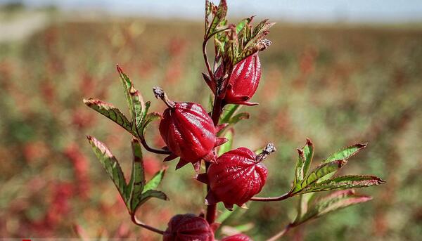 عکس چای ترش