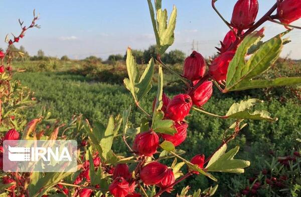 عکس چای ترش