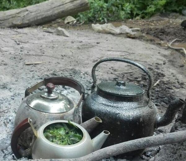 عکس چای ذغالی در زمستان