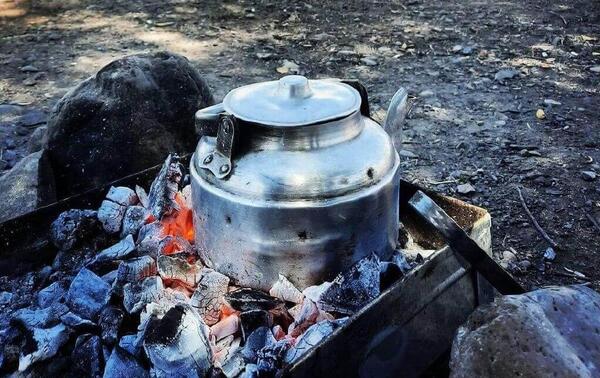 عکس چای ذغالی در زمستان