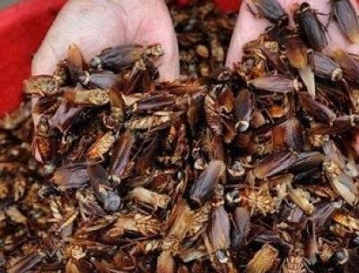 عکس خوردن سوسک توسط چینی ها