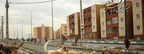عکس سگ تور