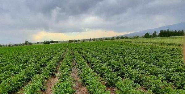 عکس طالب قشلاقی