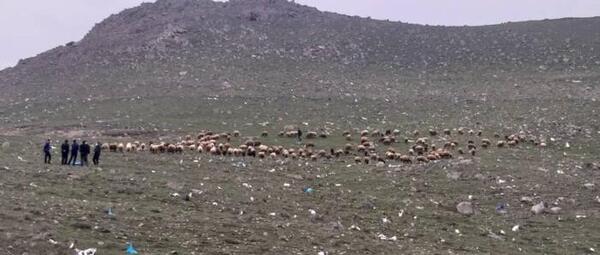 عکس طالب قشلاقی