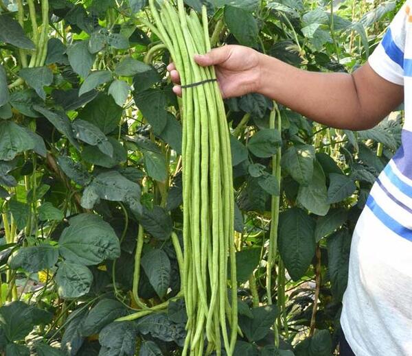 عکس کاشت دانه لوبیا