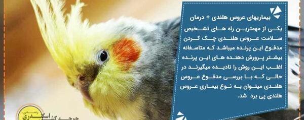عکس شپش در عروس هلندی
