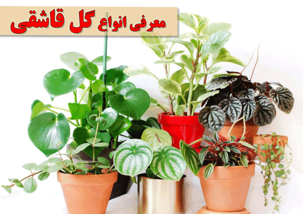 عکس گل حسن مریم