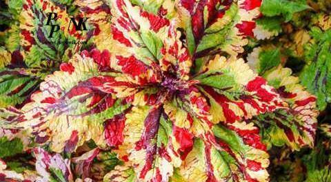 عکس گل حسن مریم