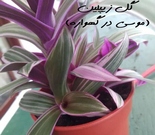 عکس گل حسن مریم