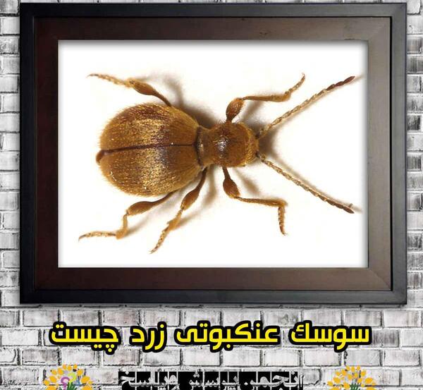 عکس سوسک عنکبوتی
