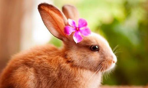 عکس خرگوش اهلی