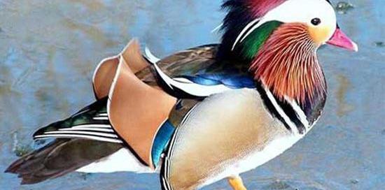 عکس حیوانات آرایش کرده