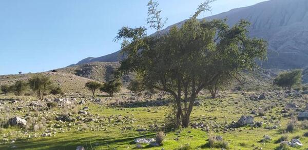 عکس طبیعت زیبای کازرون