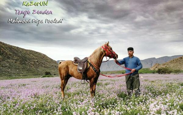 عکس طبیعت زیبای کازرون