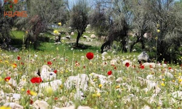 عکس طبیعت زیبای کازرون