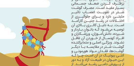 عکس شکم شتر