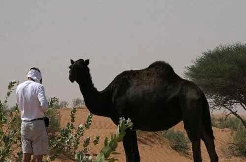 عکس شکم شتر