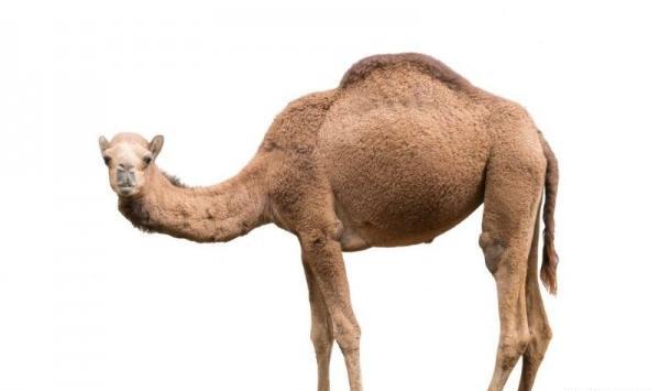 عکس شکم شتر