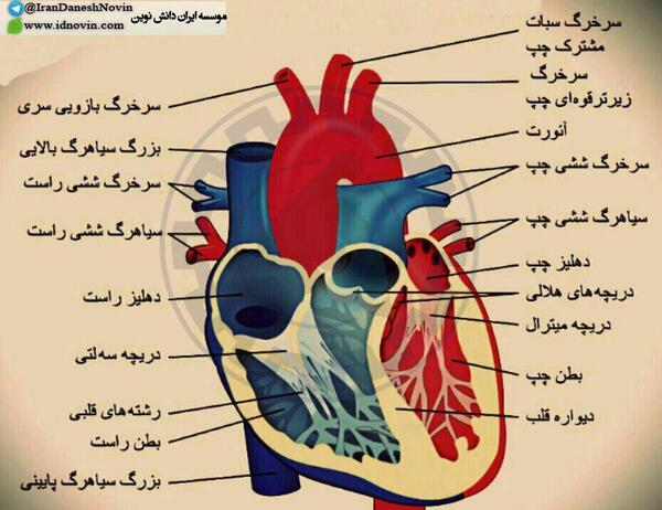 عکس کامل از قلب انسان