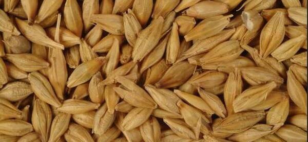 عکس جو بلغور