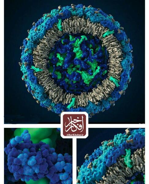 عکس ویروس زیکا