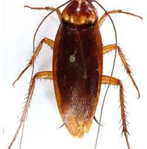 عکس سوسری سوسک