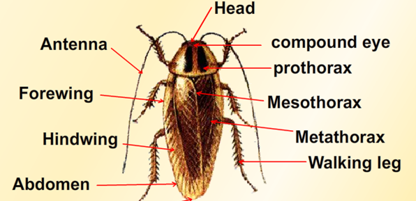 عکس سوسری سوسک