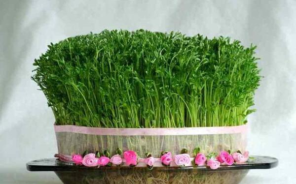 عکس سبزه عید از بالا